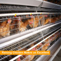 Acier galvanisé A Frame Automatic Layer Poulet Cage de batterie